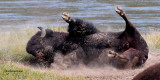 American Bison Dust Bath