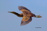 American Bittern