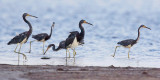 Five Tricolored Herons