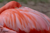 Caribbean Flamingo 