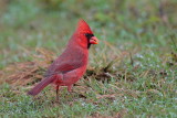 Northern Cardinal