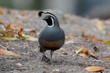 California Quail