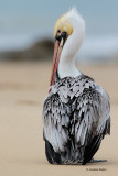 Brown Pelican