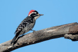 Nuttalls Woodpecker