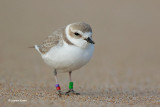 Snowy Plover