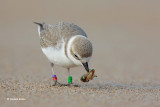 Endangered Snowy Plover Trying to Eat Fishing Lure