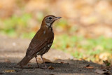 Wood Thrush