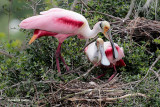 Roseate Spoonbills