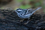 Black and white Warbler