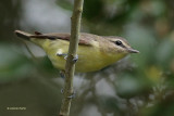 Warbling Vireo