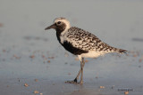 Black-bellied Plover