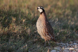 Northern Bobwhite