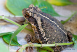 Gulf Coast Toad