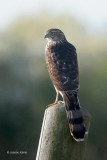 Sharp-shinned Hawk