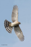 Cooper's Hawk