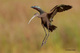 White-faced Ibis 