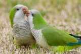 Parrots, Parakeets