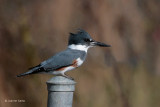 Belted Kingfisher