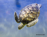 IMG_1532_SeaTurtle.jpg