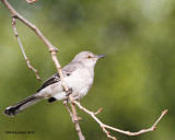 _MG_4611_NorthernMockingbird.jpg