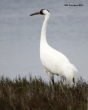 _MG_5652_WhoopingCrane.jpg