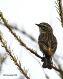 _MG_6020_YRWarbler.jpg