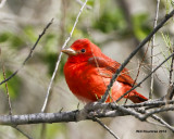 _MG_6249_SummerTanager.jpg