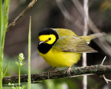 _MG_6425_HoodedWarbler.jpg