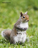 _MG_6899_GreySquirrel.jpg