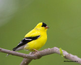 _MG_7435_AmGoldfinch.jpg