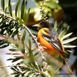 _MG_8259_BaltimoreOriole.jpg