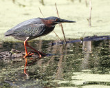 _MG_8779_GreenHeron.jpg