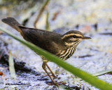 _MG_0252_LaWaterthrush.jpg