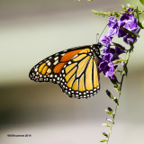 IMG_0670_Monarch.jpg