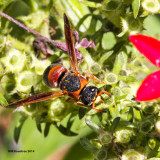 IMG_1760_smallwasp.jpg