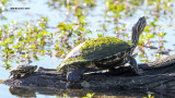 IMG_2243_turtles.jpg