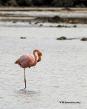 IMG_6500_Flamingo.jpg