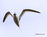 IMG_7680_Tropicbird.jpg