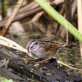 IMG_8413_SwampSparrow.jpg