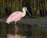 5F1A0535_RoseateSpoonbill.jpg