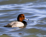 5F1A0371_RedheadDuck.jpg