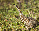 5F1A2595_AmericanBittern.jpg