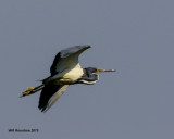 5F1A2754_TricolorHeron.jpg