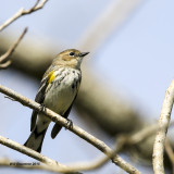 5F1A2850_YellowrumpedWarbler.jpg