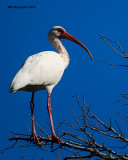 5F1A2942_WhiteIbis.jpg