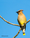 5F1A3385_CedarWaxwing.jpg