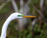 5F1A4148_GreatEgret.jpg