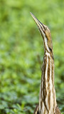 5F1A6053_AmericanBittern.jpg