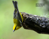 5F1A8481_BluewingWarbler.jpg