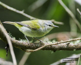 5F1A9000_TennesseeWarbler.jpg